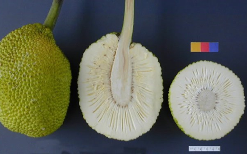 Do You Know The Difference Between A Breadfruit A Durian And A Jackfruit Jackfruto